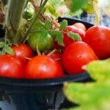 TOMATOES_159