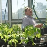 greenhouse-email
